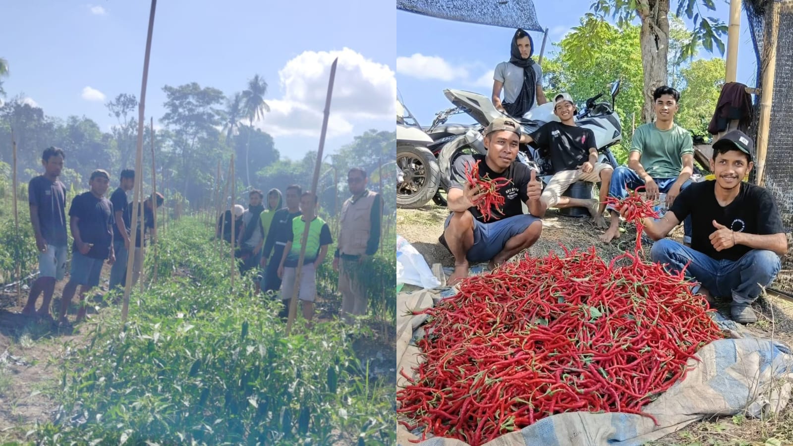 Panen Perdana Ketahanan Pangan BUMDes SEHATI Desa Mambu, Cabai Keriting Siap Dipasarkan