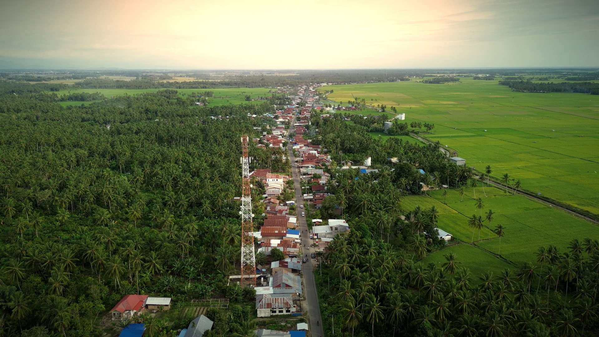 Tanaman Padi