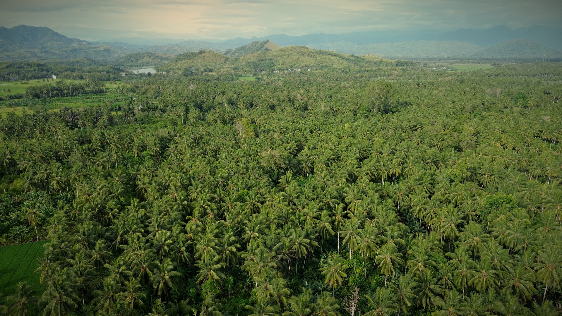 Perkebunan Kelapa