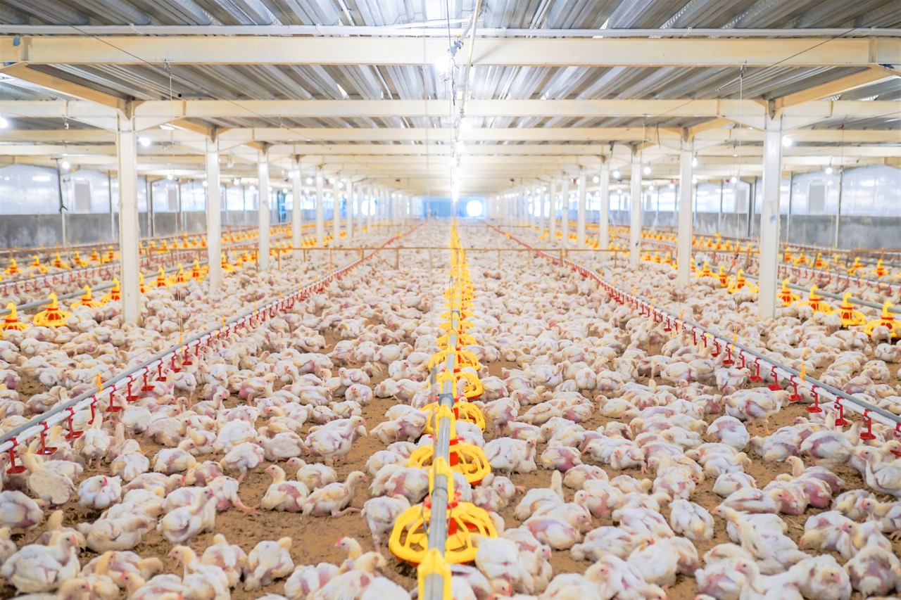 Ayam Pedaging
